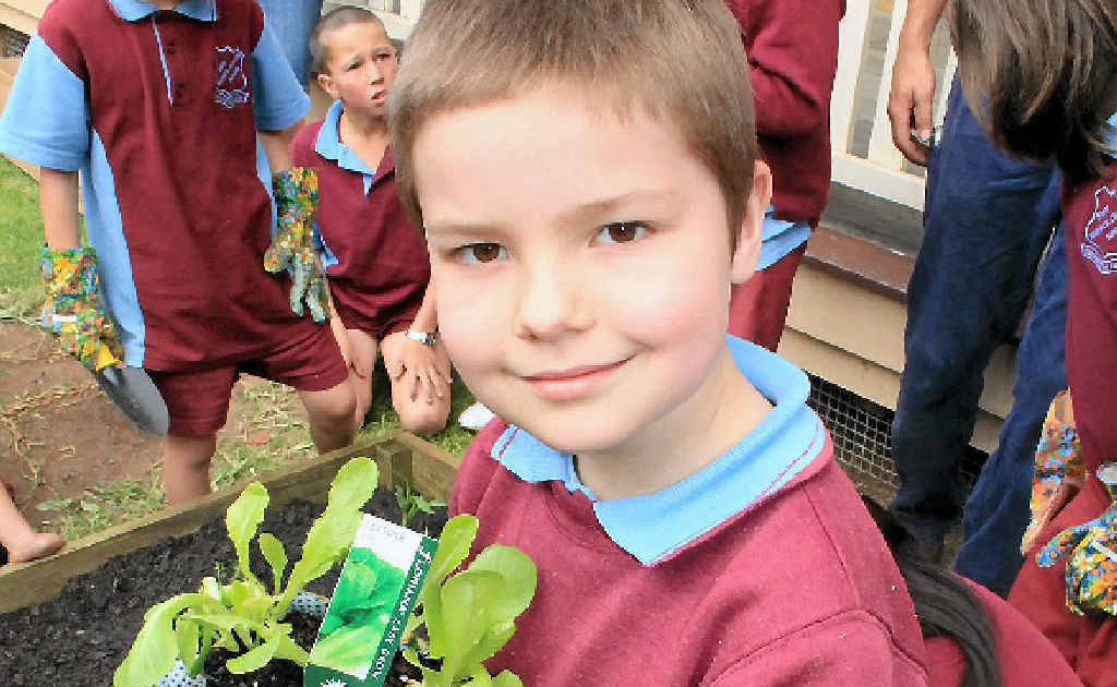 Sarah Henry looks at one of the plants about to be planted for Central School’s vegetable patch.